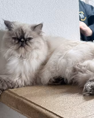 gatto blu point 8 mesi