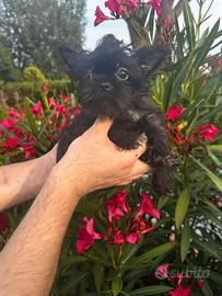 Bimba Yorkshire