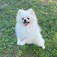 Spitz tedesco nano Pomerania