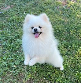 Spitz tedesco nano Pomerania