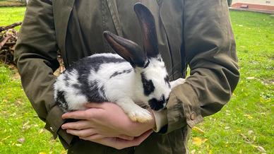 Vendita conigli di razza pura - 14 settimane