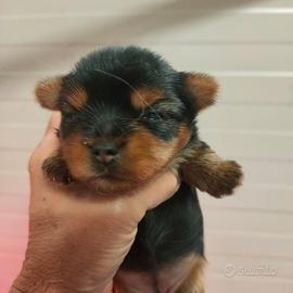 Cuccioli Yorkshire