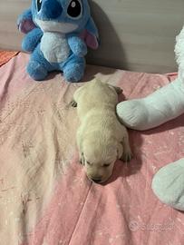 Cucciolo Labrador Retriever