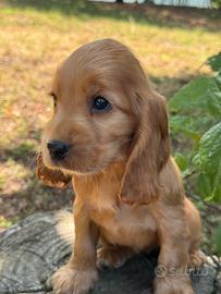Cocker spaniel inglesi con pedigree ENCI