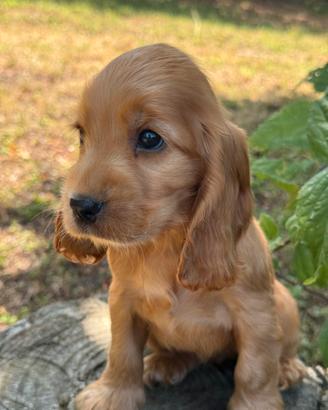 Cocker spaniel inglesi con pedigree ENCI