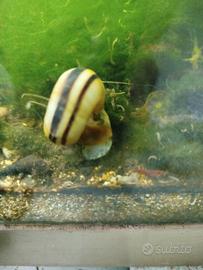 lumache Marisa rotula 