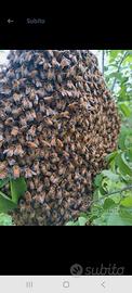 Sciami di api con o senza cassetta