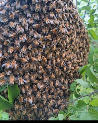 Sciami di api con o senza cassetta