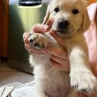 Cuccioli di Golden Retriever linea inglese