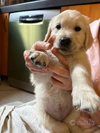 Cuccioli di Golden Retriever linea inglese