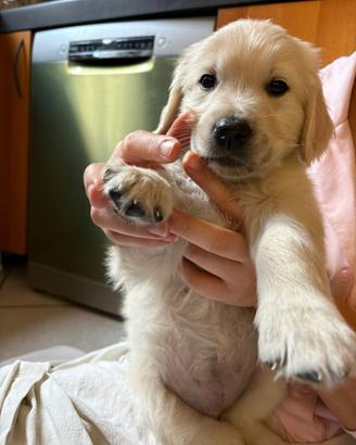 Cuccioli di Golden Retriever linea inglese