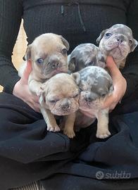 Bulldog francese