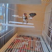 Coppia ibrdidi cardellino canarina