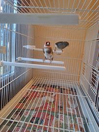 Coppia ibrdidi cardellino canarina