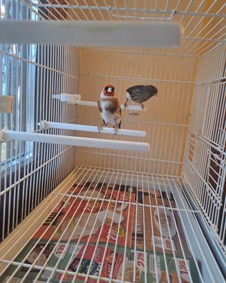 Coppia ibrdidi cardellino canarina