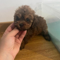 Barboncini Red Brown toy