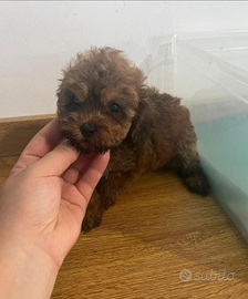 Barboncini Red Brown toy