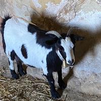 Capre tibetane