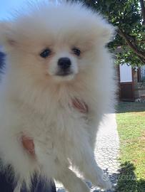 Spitz Tedesco Nano