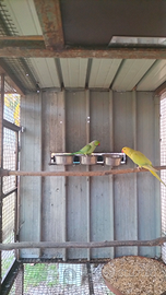 Parrocchetti dal collare