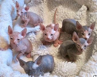 Cucciolata di Sphynx - gatto nudo -90 giorni