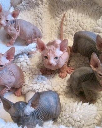 Cucciolata di Sphynx - gatto nudo -90 giorni