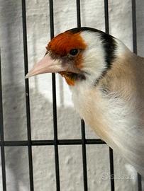 Cardellino Mayor