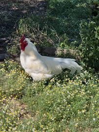 Gallo