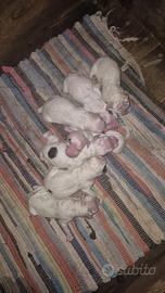 CUCCIOLI Setter inglese Nencini's. - Crocedomini