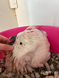 Cacatua bianco ed altri pappagalli