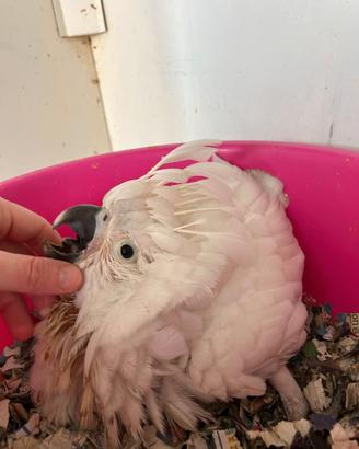 Cacatua bianco ed altri pappagalli