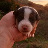 Jack Russell pelo lungo