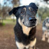 Tango, il cane di cristallo in cerca di famiglia