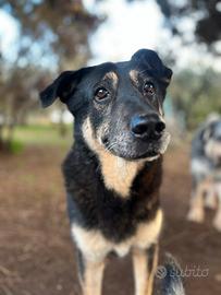 Tango, il cane di cristallo in cerca di famiglia