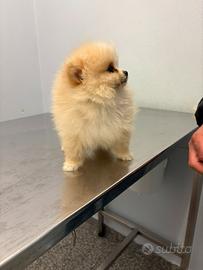 Spitz di pomerania