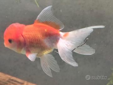 Oranda ballon