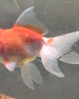 Oranda ballon