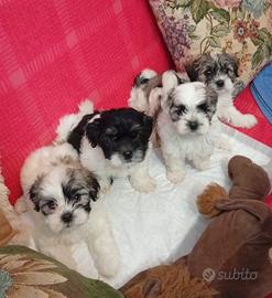Cuccioli di Shih-Tzu
