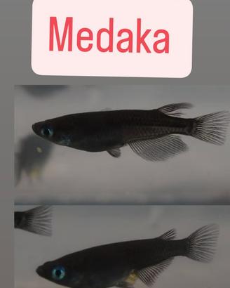 Medaka