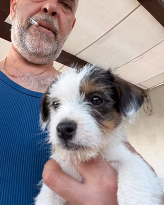 Jak Russel a pelo duro