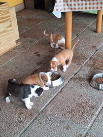 Cuccioli di amstaff incrocio staffordshire bull te