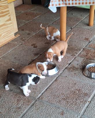 Cuccioli di amstaff incrocio staffordshire bull te