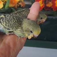 Cocorite allevati a mano