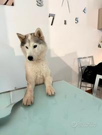 Kira femmina husky 7 anni