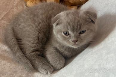 Scottish fold