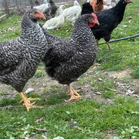 Galline Plymouth Rock barrate