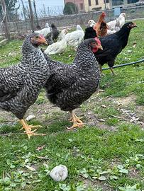 Galline Plymouth Rock barrate