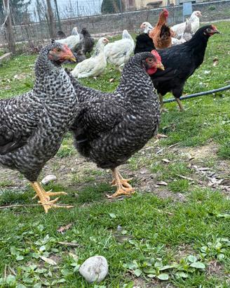 Galline Plymouth Rock barrate
