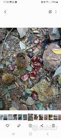 castagne 