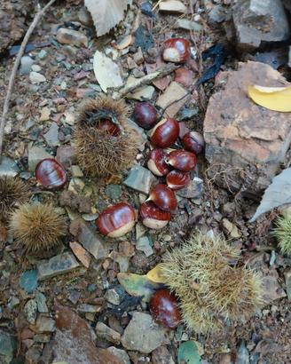 castagne 